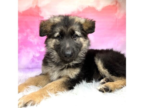 German Shepherd Dog DOG Female Black / Tan 2895 Petland Lancaster, Ohio