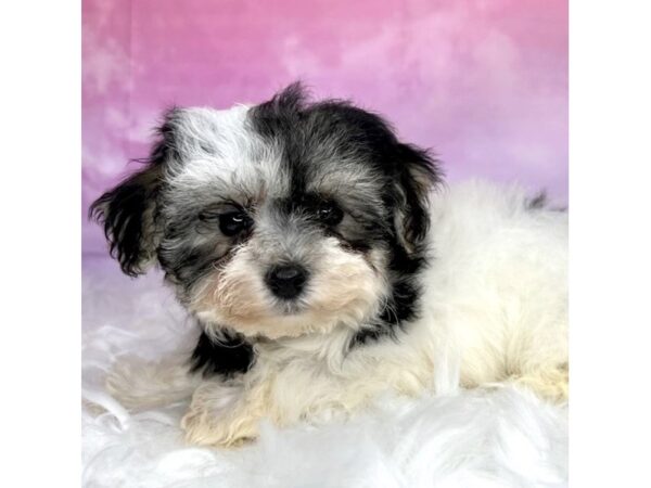 Yorkiepoo DOG Female Black / Tan 2894 Petland Lancaster, Ohio