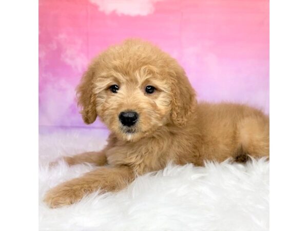 Mini Goldendoodle-DOG-Male-red-2893-Petland Lancaster, Ohio