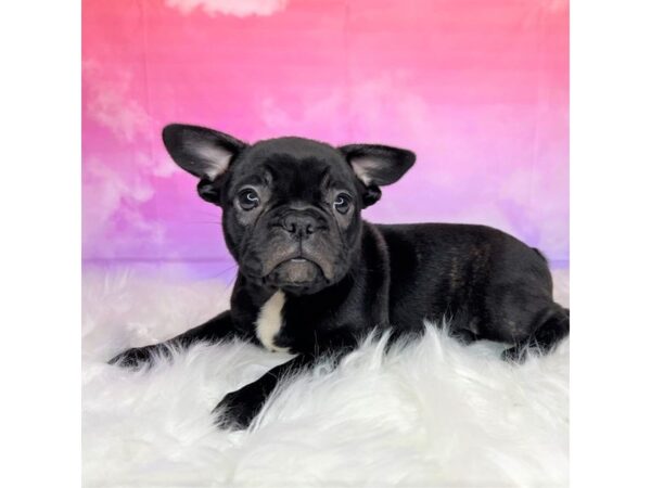 Frenchton DOG Female blk 2892 Petland Lancaster, Ohio