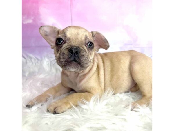 French Bulldog DOG Female fawn 2915 Petland Lancaster, Ohio