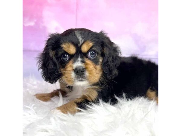 Mini Bernese-DOG-Female-tri-2914-Petland Lancaster