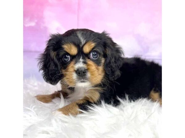 Mini Bernese DOG Female tri 2914 Petland Lancaster, Ohio