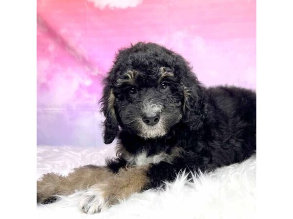 Mini Bernedoodle-DOG-Male-blk w tn markings-2913-Petland Lancaster, Ohio