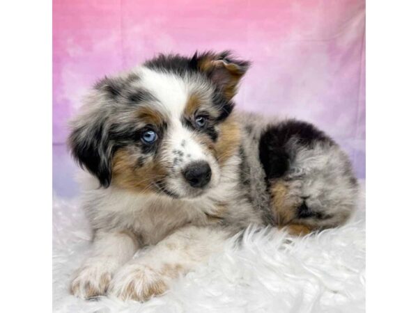 Australian Shepherd DOG Female Blue Merle 2911 Petland Lancaster, Ohio