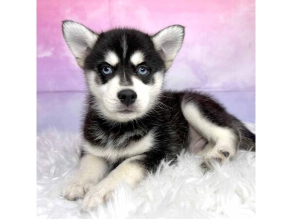 Pomsky DOG Male blk/wht 2912 Petland Lancaster, Ohio