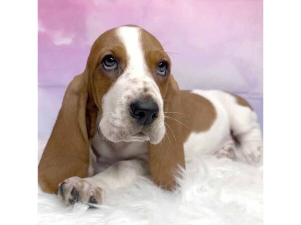 Basset Hound DOG Female Red 2909 Petland Lancaster, Ohio