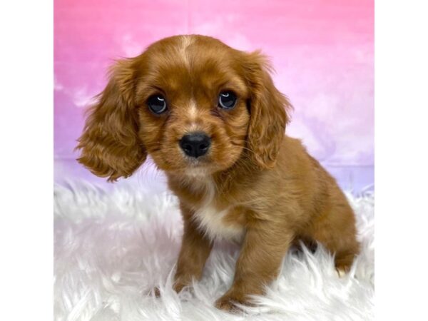 Cavalier King Charles Spaniel DOG Male Ruby 2910 Petland Lancaster, Ohio