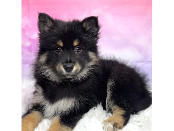 Pomsky DOG Female blk/tn/wht 2922 Petland Lancaster, Ohio