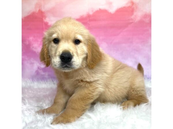 Golden Retriever DOG Male cream 2921 Petland Lancaster, Ohio