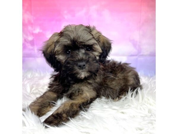 Shihpoo-DOG-Male-blk/brwn-2920-Petland Lancaster, Ohio