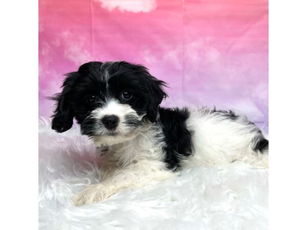 Cavachon DOG Female blk/wht 2919 Petland Lancaster, Ohio