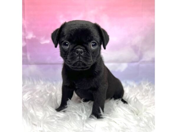 Pug-DOG-Female-Black-2918-Petland Lancaster, Ohio