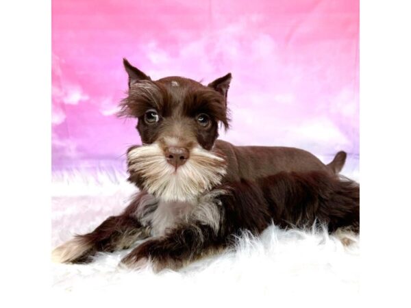 Miniature Schnauzer DOG Male Chocolate/ white 2917 Petland Lancaster, Ohio