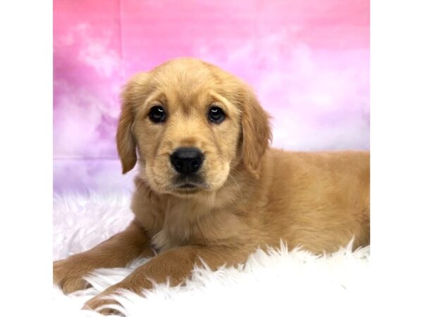 Golden Retriever DOG Female Golden 2916 Petland Lancaster, Ohio