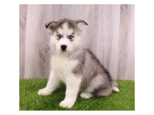 Siberian Husky DOG Female Black / White 2924 Petland Lancaster, Ohio