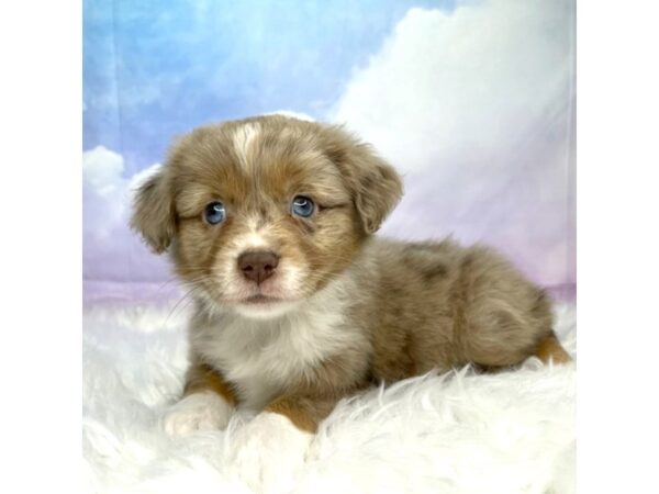 Miniature American Shepherd DOG Female Red Merle 2929 Petland Lancaster, Ohio