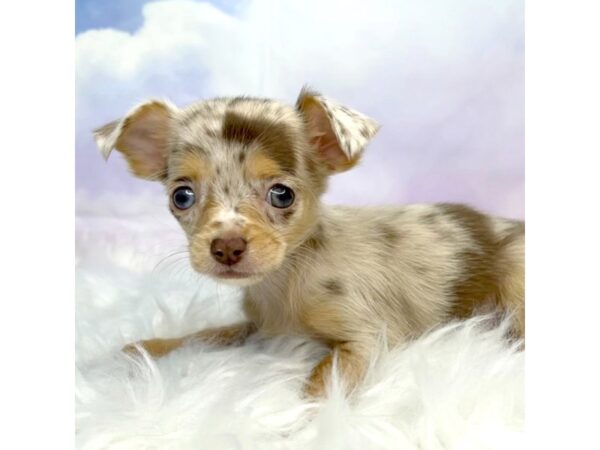 Chihuahua DOG Female Chocolate Merle 2928 Petland Lancaster, Ohio