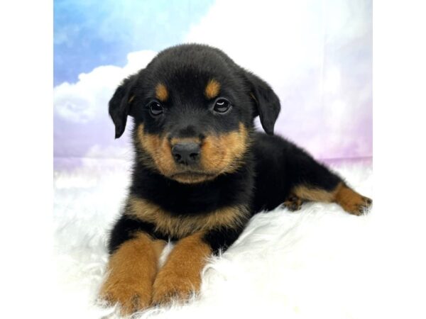 Rottweiler-DOG-Female-blk/tn-2927-Petland Lancaster, Ohio