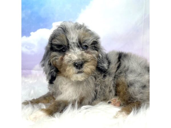 Mini Bernadoodle 2nd Gen DOG Female blue merle 2926 Petland Lancaster, Ohio