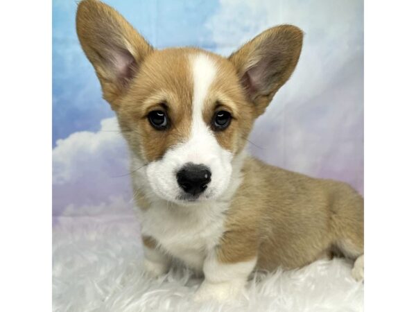 Pembroke Welsh Corgi DOG Male Red / White 2925 Petland Lancaster, Ohio