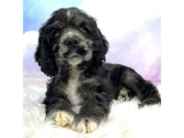 Cocker Spaniel DOG Male Black / White 2923 Petland Lancaster, Ohio