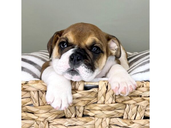 English Bulldog-DOG-Female-Red / White-2948-Petland Lancaster