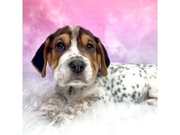 Walrus-DOG-Male-Tri-Colored-2939-Petland Lancaster, Ohio