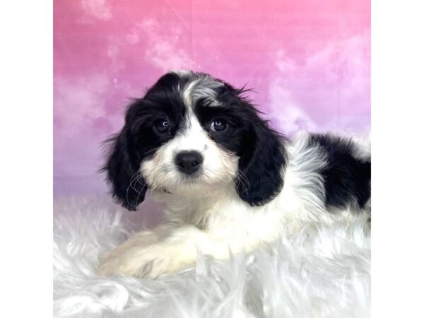 Cavachon DOG Female blk/wht 2938 Petland Lancaster, Ohio