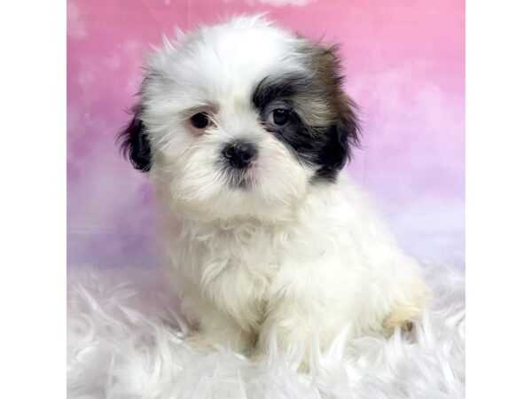 Shih Tzu DOG Male Brown/White 2936 Petland Lancaster, Ohio