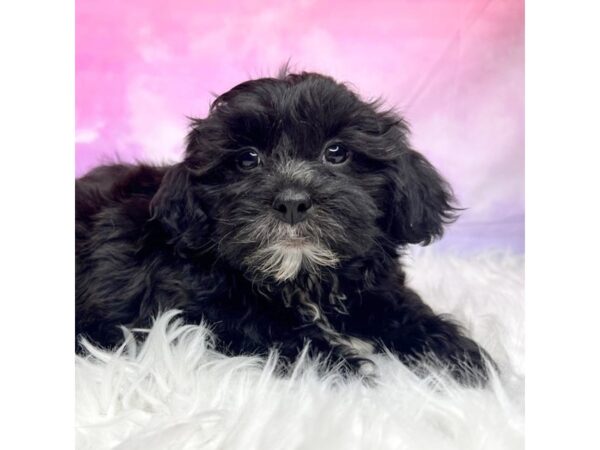 Teddy Bear DOG Male blk 2935 Petland Lancaster, Ohio