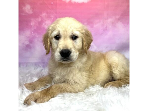 Golden Retriever DOG Male Golden 2934 Petland Lancaster, Ohio