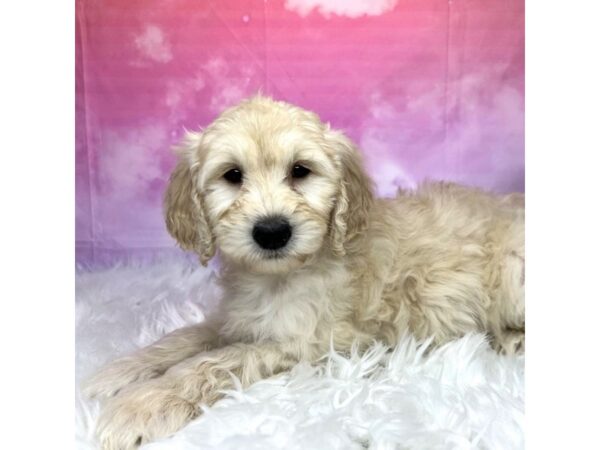 Goldendoodle Mini F1 DOG Female Cream 2933 Petland Lancaster, Ohio