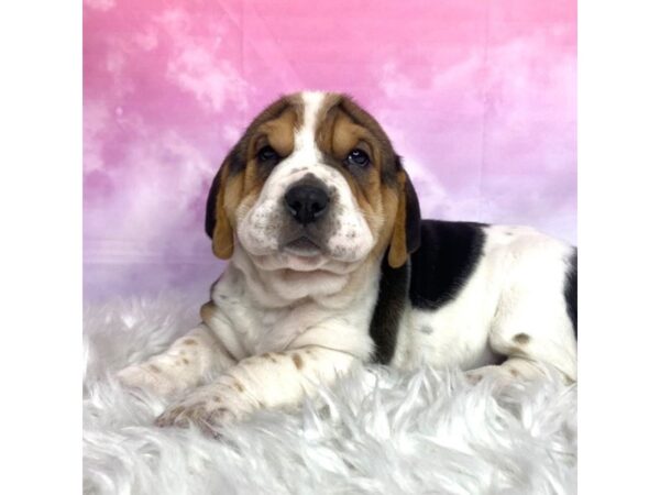 Walrus-DOG-Female-Tri-Colored-2931-Petland Lancaster, Ohio