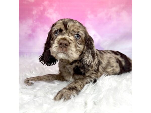 Cocker Spaniel DOG Female Chocolate Merle 2930 Petland Lancaster, Ohio