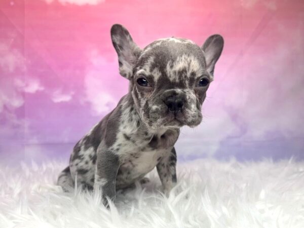 French Bulldog DOG Male Blue Merle 2937 Petland Lancaster, Ohio