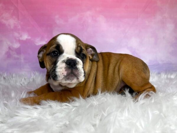 Bulldog DOG Female Red 2942 Petland Lancaster, Ohio