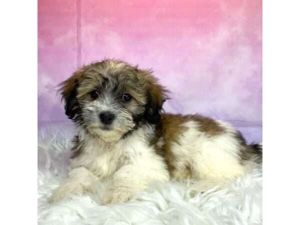 Teddy DOG Female brwn & wht 2964 Petland Lancaster, Ohio