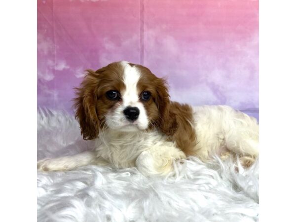 Cavalier King Charles Spaniel-DOG-Female-blenheim-2963-Petland Lancaster, Ohio