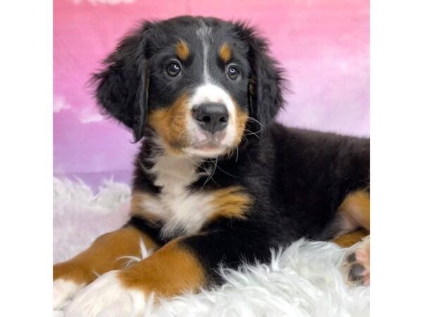 Bernese Mountain Dog DOG Female tri 2962 Petland Lancaster, Ohio