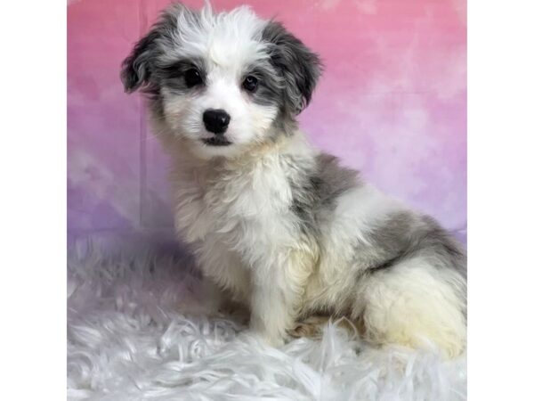 Bernedoodle Mini 2nd Gen DOG Male white/ blue merle 2961 Petland Lancaster, Ohio