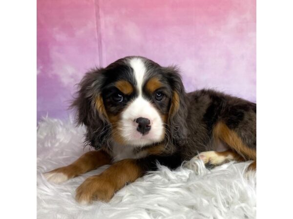 Mini Bernese DOG Male merle 2960 Petland Lancaster, Ohio