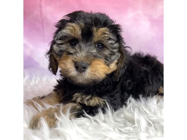 Yorkiepoo DOG Female blk tn 2959 Petland Lancaster, Ohio