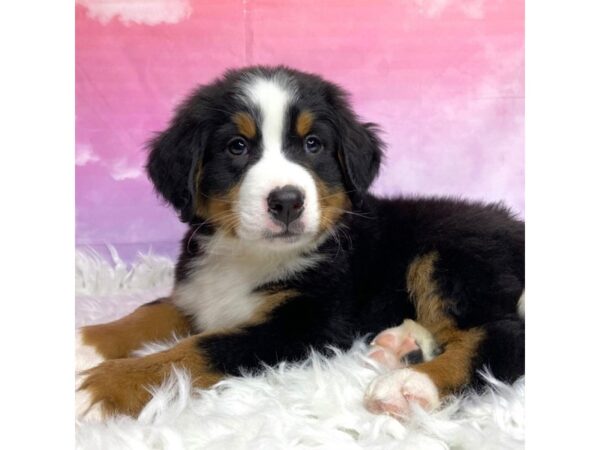 Bernese Mountain Dog DOG Male Tri-Colored 2958 Petland Lancaster, Ohio