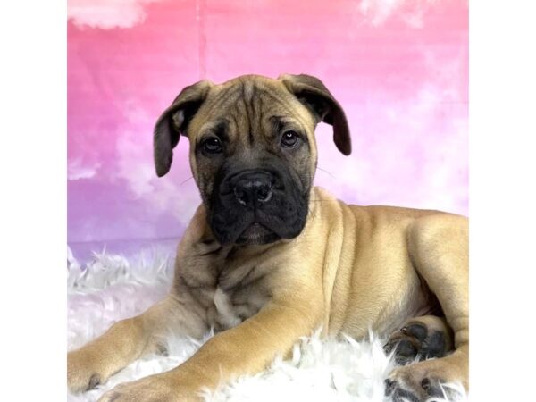 Bullmastiff DOG Male Fawn 2957 Petland Lancaster, Ohio