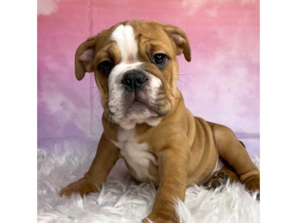 Bulldog DOG Male Red 2956 Petland Lancaster, Ohio