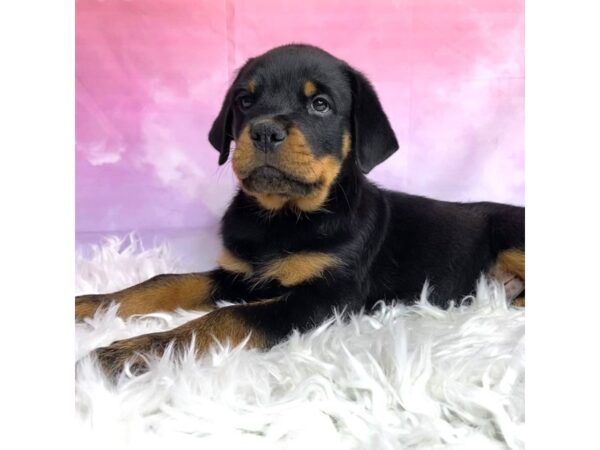 Rottweiler DOG Male Black / Rust 2955 Petland Lancaster, Ohio