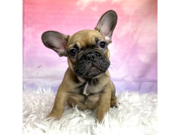 French Bulldog-DOG-Male-Fawn-2953-Petland Lancaster, Ohio
