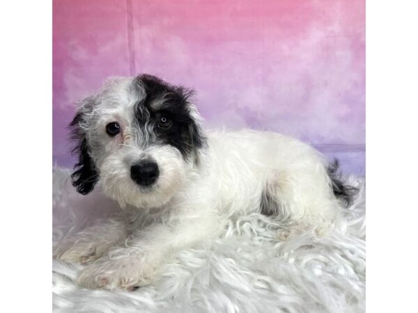 Schnoodle DOG Male Black 2952 Petland Lancaster, Ohio