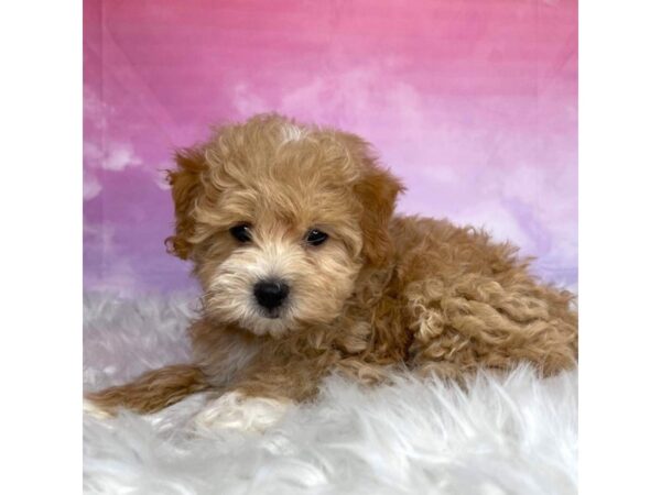 Maltipoo-DOG-Female-Apricot-2946-Petland Lancaster, Ohio